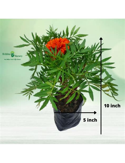 French Marigold Plant (Jafri Plant)