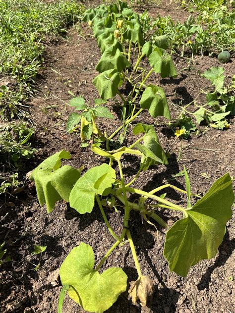 Various squashes questions (watermelon, cantaloupe and acorn). Any ...