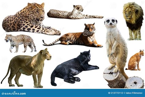 Image result for African Predators vs Predators