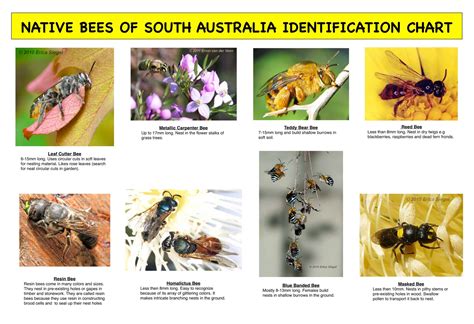 Image result for Bee Identification Chart