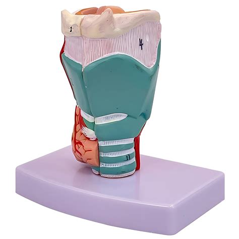 Buy YANHAO Larynx Model 3D 1:1 Larynx Anatomical Modelo with Digital ...
