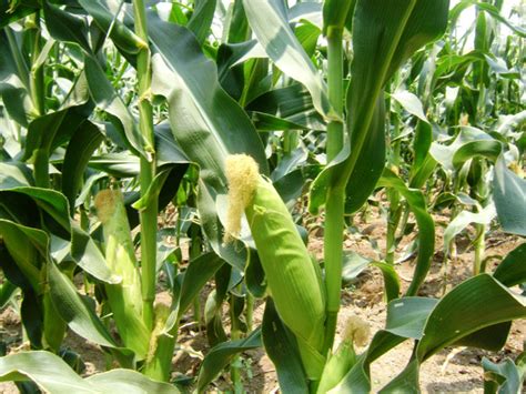 TROPICOOL FOODS-Cornkernels Exporters India