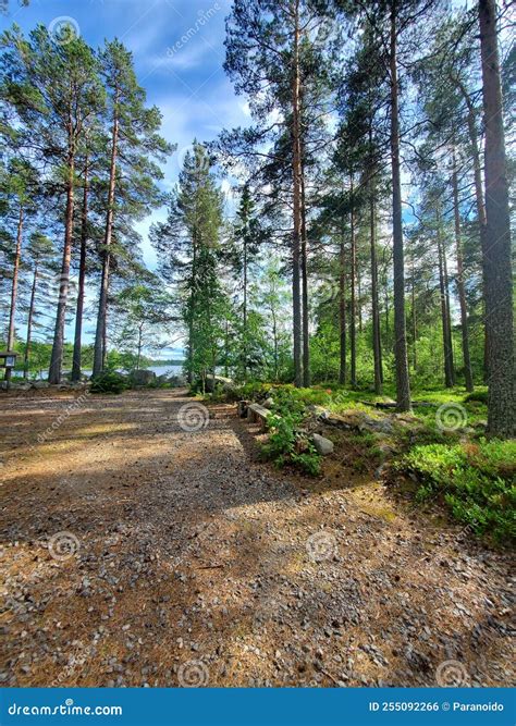 Glowing Bright Sunny Summer Day, Pine Forest Stock Photo - Image of reserve, environment: 255092266