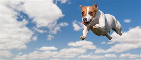 Energetic Jack Russell Terrier Dog Flying In The Sky | Cloud Brigade