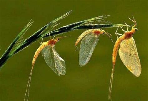 世界上寿命最短的昆虫 蜉蝣(成虫只有不到一天的存活时间)_探秘志