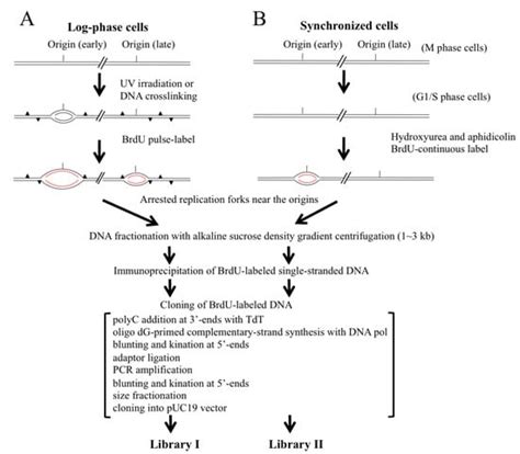 Trapping DNA Replication Origins from the Human Genome