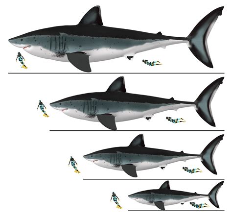 Giant Megalodon Sharks