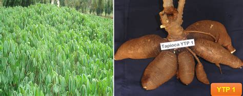 Horticulture :: Vegetables::Tapioca