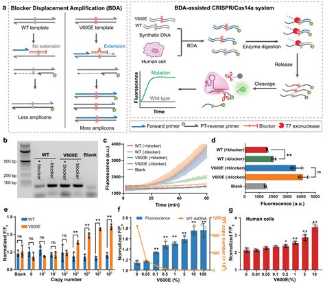 High-Fidelity Identification of Single Nucleotide Polymorphism by Type ...