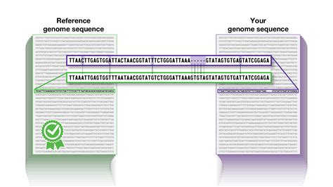 Genome Variation 的图像结果