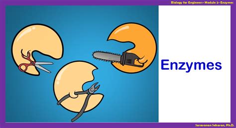 Module 2 enzymes - Enzymes Activation energy activates reactants-coffee ...