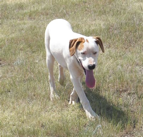 Dog Photos - Battle Mountain Humane Society