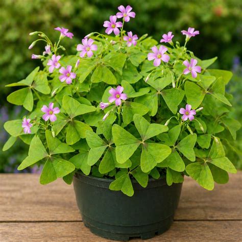 Oxalis Triangularis Green- Butterfly Plant Green- Shamrock Plant ...
