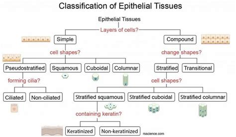 Image result for Epithelial Tissue Classification