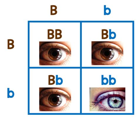 Eye Color Punnett Square