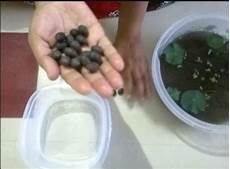 how to grow lotus from seed day how to grow lotus at home from seeds designs by mamta how to grow lotus from seed day how to grow lotus at home from seeds designs by mamta