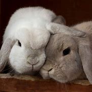 Image result for Pygmy Bunnies Hugging