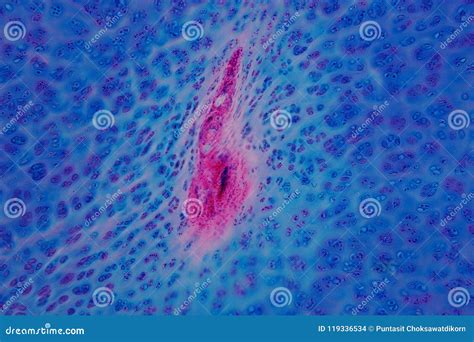 Human Hyaline Cartilage Bone Under Microscope View for Education Stock ...