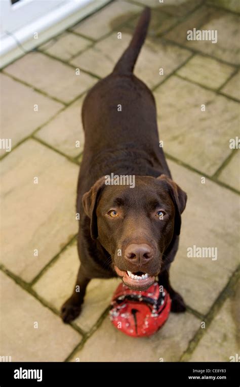 Image result for Adult Labrador