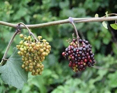 ATLAS of Medicinal Plants In Gandhamardan