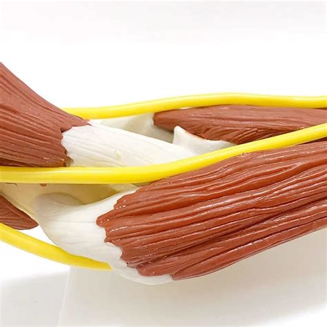 HYYKEJI Upper Limb Bone Anatomy Model, Arm Bone Ligament India | Ubuy