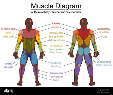 Muscles Diagram Labeled Diagram Muscular System Back Labeled
