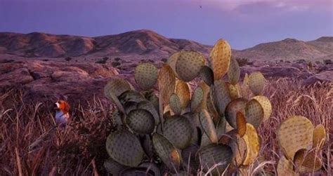 Image result for Hunting Simulator 2 Map