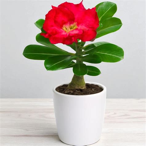 Adenium R219 – Plant Orbit