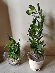 Ugaoo ZZ Plant, Zamia Air Purifer Plant With Self Watering Pot ...