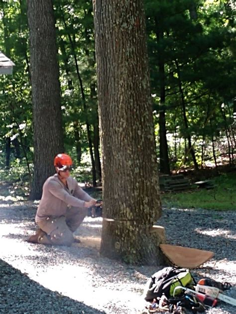 Image result for Felling a Large Tree