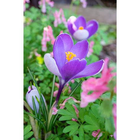 Rezultat imagine pentru Crocus Planting Guide
