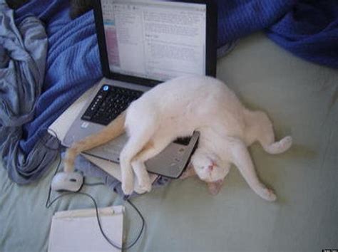 Why Do Cats Sleep In Such Strange Positions at Holly Standley blog