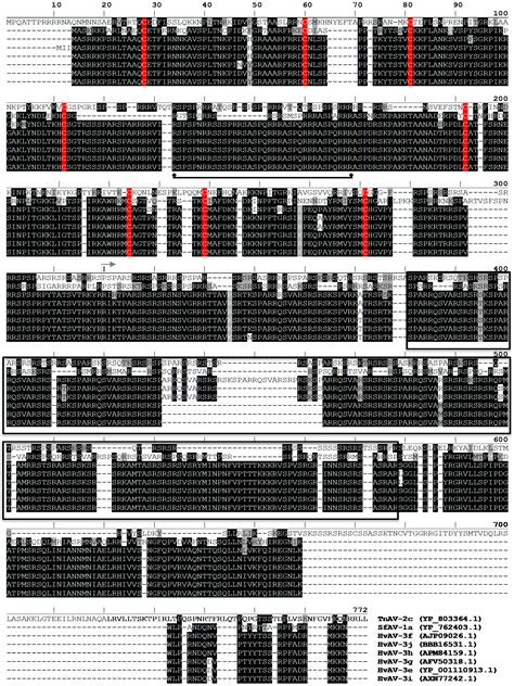 Ascovirus P64 Homologs: A Novel Family of Large Cationic Proteins That ...
