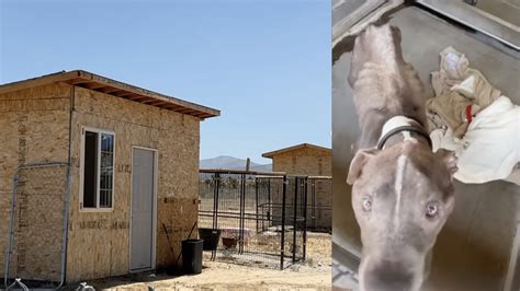 Woofy Acres Director Charged in Animal Cruelty Case After 114 Dogs ...