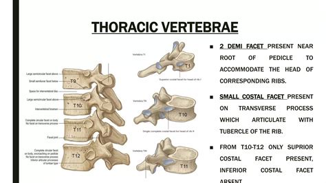Spine anatomy and xray of spine ppt by Dr Pratik | PPTX