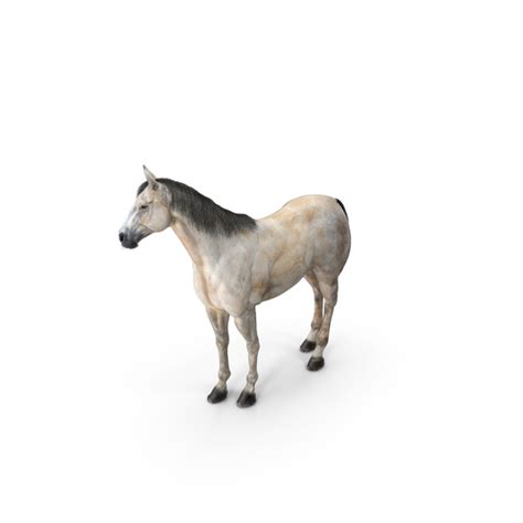 Horse Pussy R34 Porn PNG Images & PSDs for Download | PixelSquid