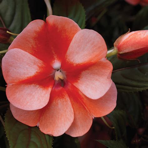 Orange Sweet New Guinea Impatiens Garden Flower Seeds