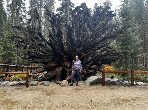 How to Visit Mariposa Grove in Yosemite National Park, Home of the ...