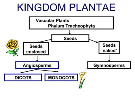Image result for Angiosperms Classes