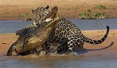 Jaguar Diet by Jaguars Will Frequently Include Caiman In Their Diet Jaguar Diet