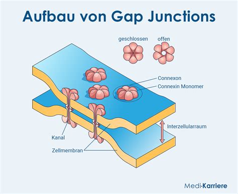 Gap Junctions: Definition, Funktion, Bedeutung