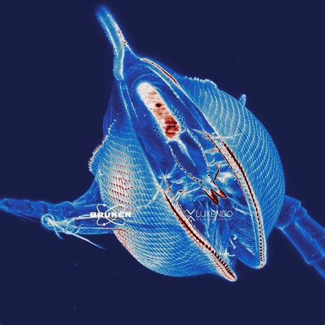 Image result for Luxendo Muvi Image Processing Tutorial