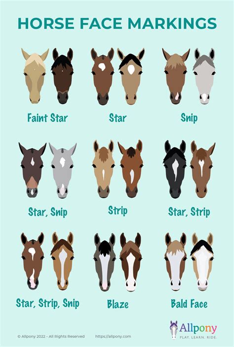 Horse Markings Worksheet at Jonathan Worgan blog