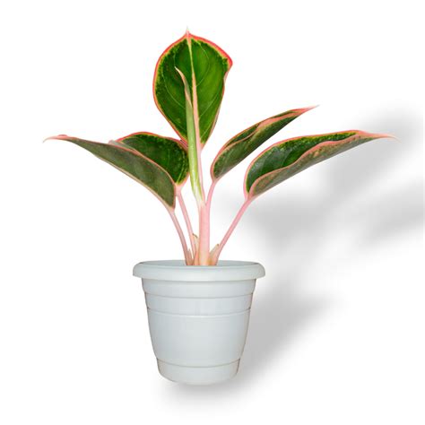 Aglaonema Lipstick: Vibrant Indoor Plant for Your Home