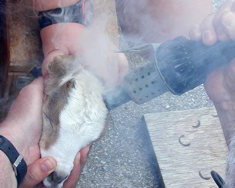 Live Stock :: Goat :: Breeds of Goat