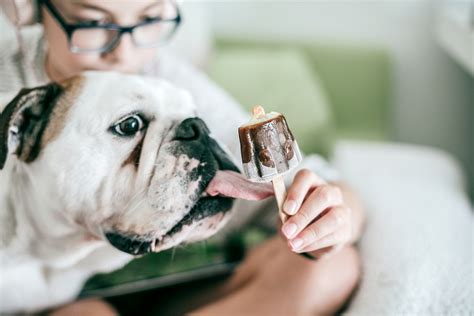 Is Ice Cream Safe For Dogs