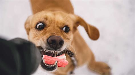 Can Dogs Or Cats Eat Kanikama Imitation Crab Sticks?