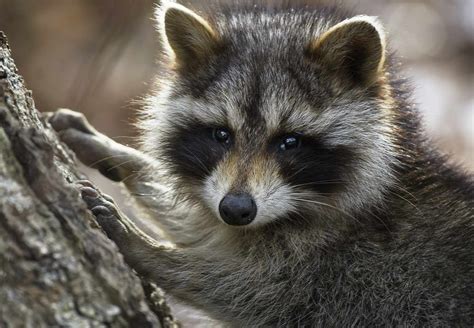 11 Riveting Facts About Raccoons