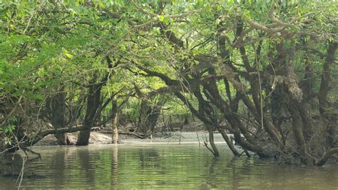 Hatchie River Conservancy 3rd Saturday Paddle by Blues City Kayaks ...