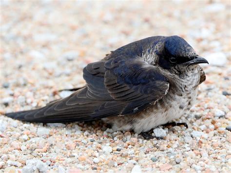 Texas Birds Purple Martin